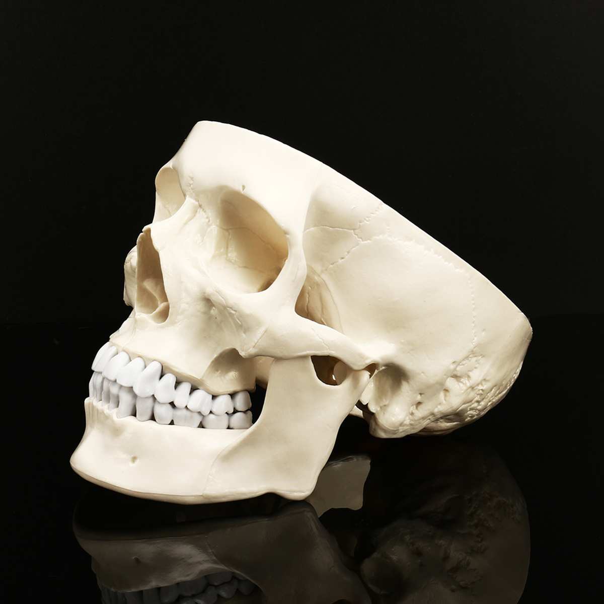 Authentic Human Anatomy Skull Model Resin Head Skeleton Statue For Teaching Home Decor Sculpture - 4