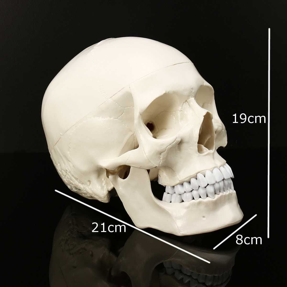 Authentic Human Anatomy Skull Model Resin Head Skeleton Statue For Teaching Home Decor Sculpture - 2