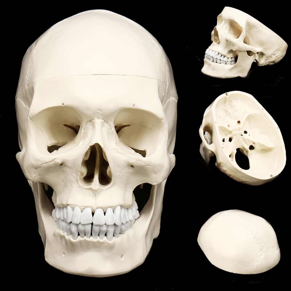 Authentic Human Anatomy Skull Model Resin Head Skeleton Statue For Teaching Home Decor Sculpture - 1