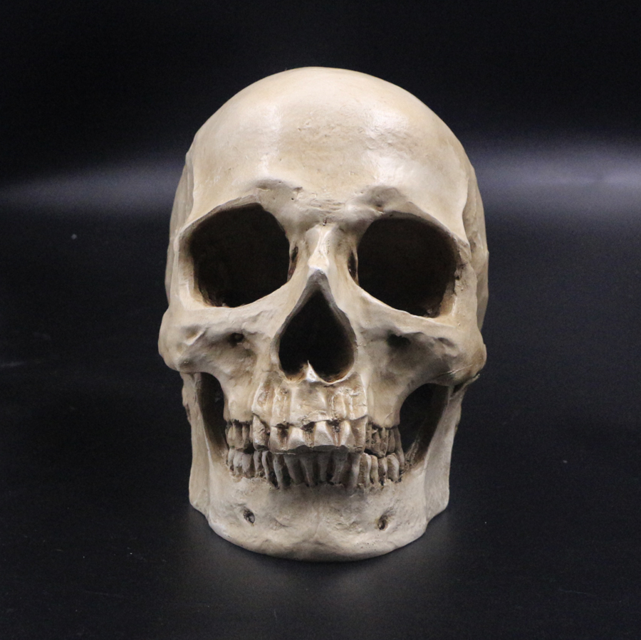 Lifesize Human Skull Resin Replica Medical Model Aquarium Cave Ornament Fish Tank Waterscape Halloween Home Decor - 3