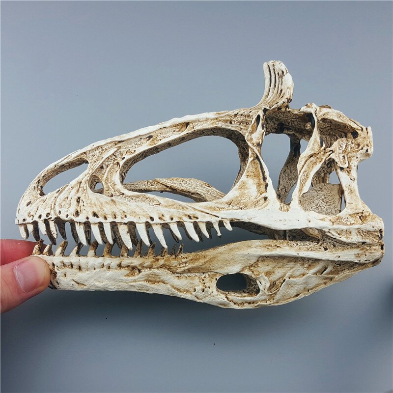 Mrzoot Resin Dinosaur Skeleton Model Educational Animal Research Teaching Tool Double Dragon Skull Design - 1